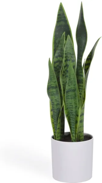 Sansevieria, Mesterséges növény, fehér, H55x18x19 cm