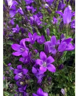 Kúszó harangvirág