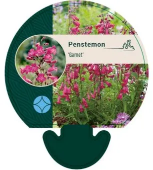 Penstemon